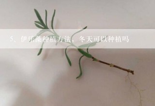 伊乐藻种植方法，冬天可以种植吗