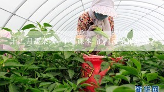 十二月蔬菜歌-小学课本 正月菠菜正吐绿，二月栽下羊角葱；