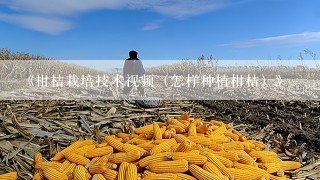 《柑桔栽培技术视频（怎样种植柑桔）》