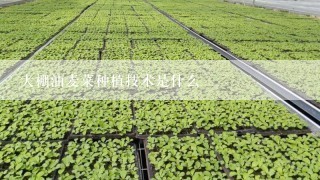 大棚油麦菜种植技术是什么