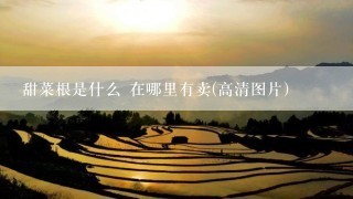 甜菜根是什么 在哪里有卖(高清图片)