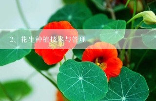 花生种植技术与管理