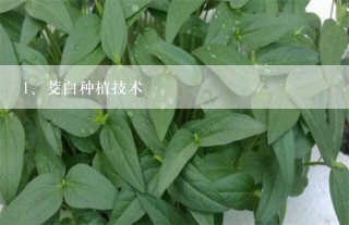 茭白种植技术