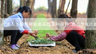 求人工野外种植蘑菇技术和菌种 我是黑龙江的 谢谢