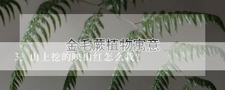 山上挖的映山红怎么栽？