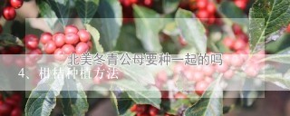 柑桔种植方法