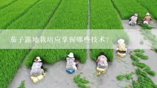 茄子露地栽培应掌握哪些技术？