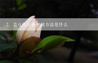 芸豆的正确种植方法是什么