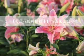 【芍药花的种植技术】芍药花怎么种植