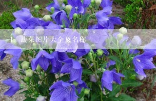 蔬菜图片大全及名称