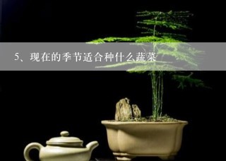 现在的季节适合种什么蔬菜