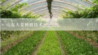 山东大姜种植技术？