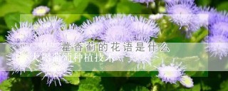 大棚葡萄种植技术