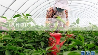 白芨种植技术，用什么肥料