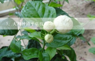 大棚种植平菇技术