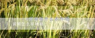 黄精怎么样种植？