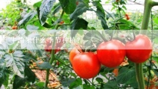 牛油果什么季节种植？