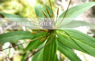 桑树的栽培种植技术