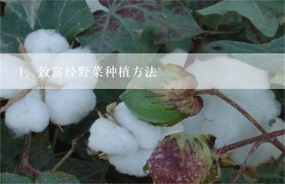 致富经野菜种植方法