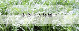 夏季时令蔬菜一览表