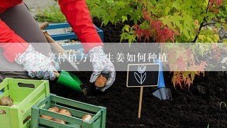 冷棚生姜种植方法 生姜如何种植