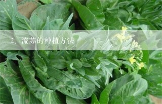 流苏的种植方法