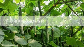 草莓如何种植视频教程