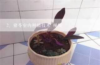 猪苓室内种植技术 视频