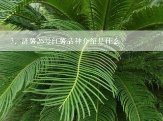 济薯26号红薯品种介绍是什么？