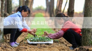 冬天种植什么蔬菜最好？