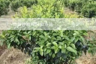 茼蒿种植时间和方法