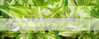 野生蘑菇种类大全(图)