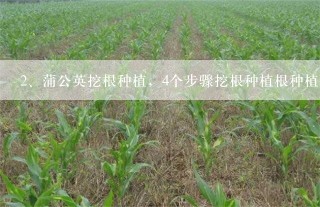 蒲公英挖根种植，4个步骤挖根种植根种植