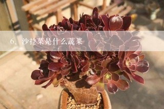 沙拉菜是什么蔬菜