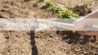 紫苏的正确种植方法是什么