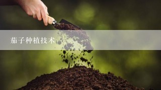 茄子种植技术