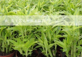 茄子怎么种植才能高产？