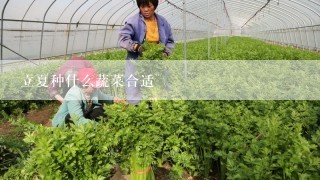 立夏种什么蔬菜合适