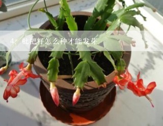 枇杷籽怎么种才能发芽