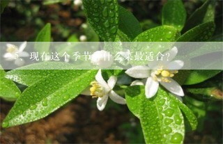 现在这个季节种什么菜最适合？