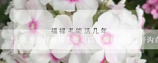 大葱怎样直播大葱可以直接种植吗，开沟直播行吗