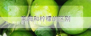 种植业什么最赚钱