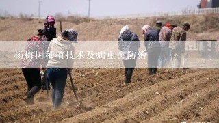 杨梅树种植技术及病虫害防治