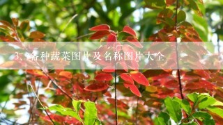 各种蔬菜图片及名称图片大全