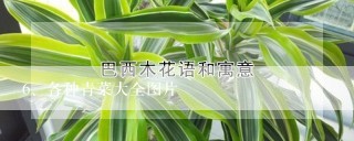 各种青菜大全图片