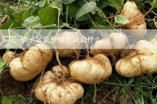 橘子盆栽种植方法是什么