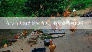 在没有太阳光的室内无土栽培蔬菜可以吗