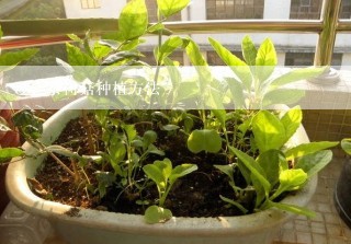 茶树菇种植方法