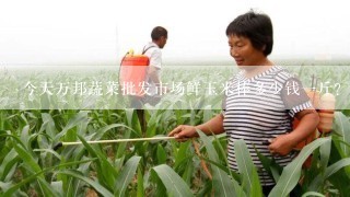 今天万邦蔬菜批发市场鲜玉米棒多少钱一斤？