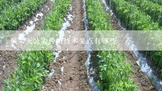 蕨菜无公害种植技术要点有哪些